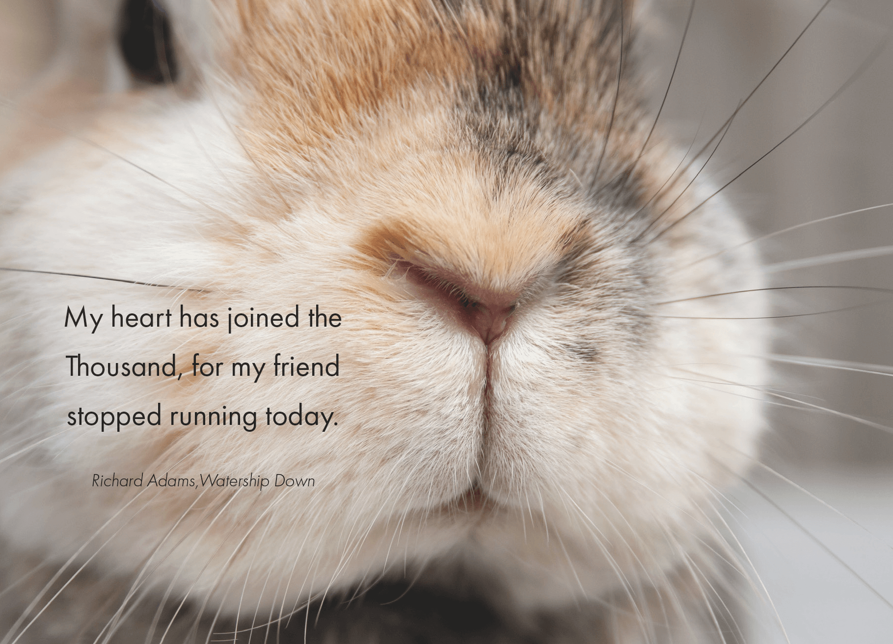 Troostcadeau huisdier – Gedenkaltaar | Hond | Kat | Konijn